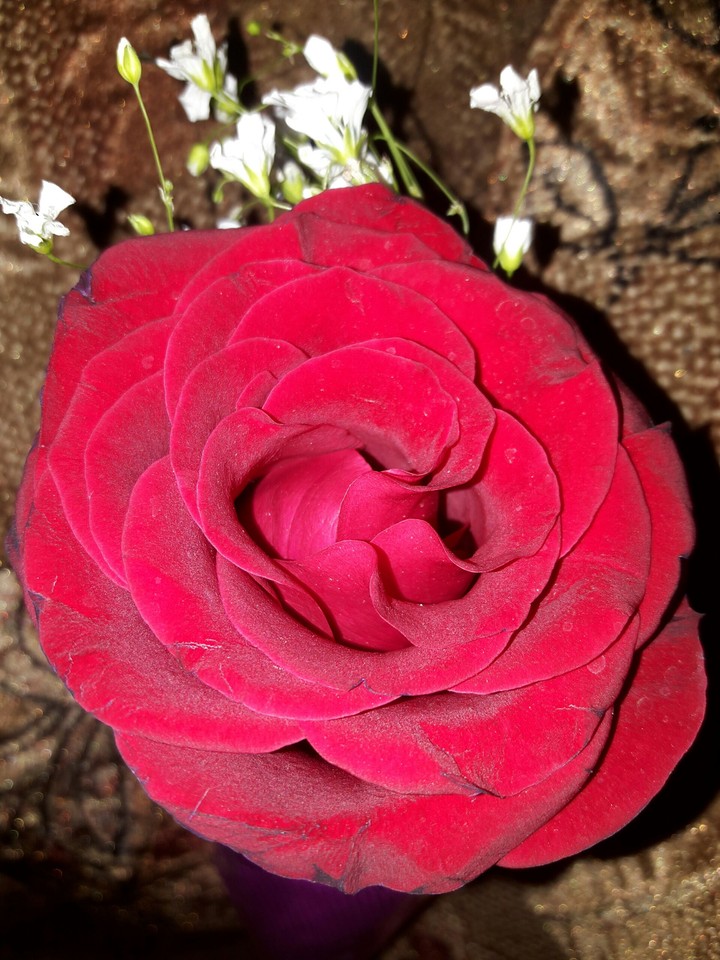 beautiful rose