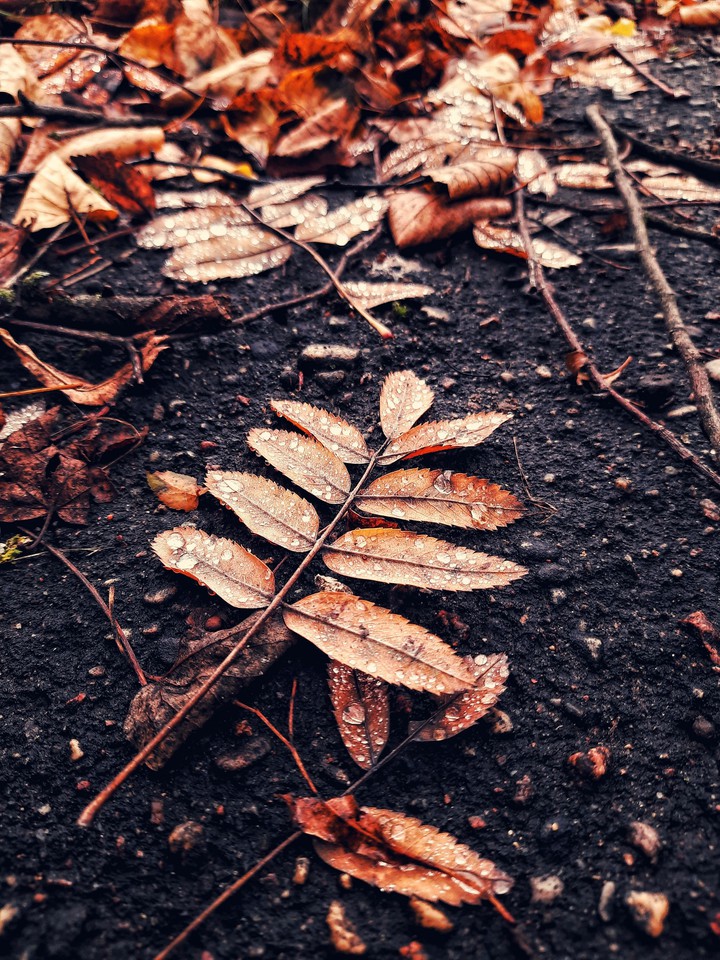 Autumn drops