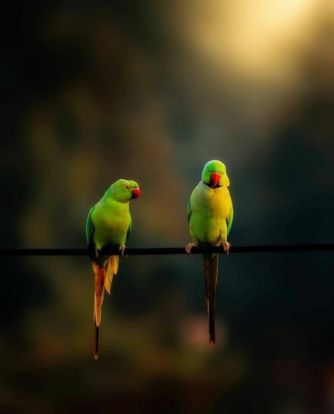 sfondi beak, feather