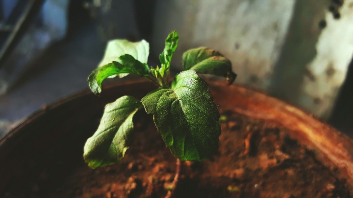 sapling