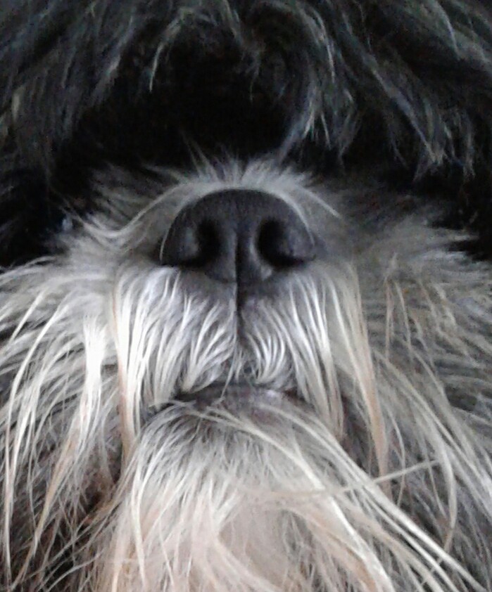 perrito