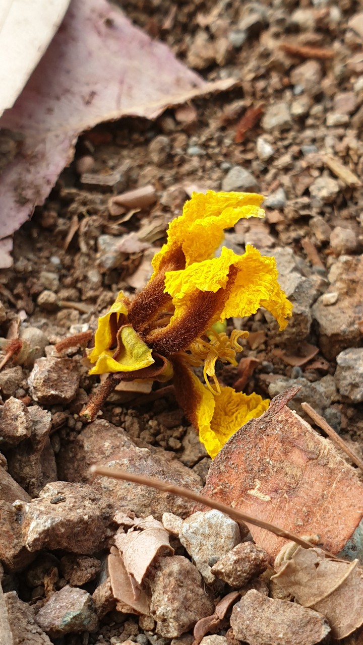 Yellow flower