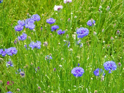 רקעים habitat, viola