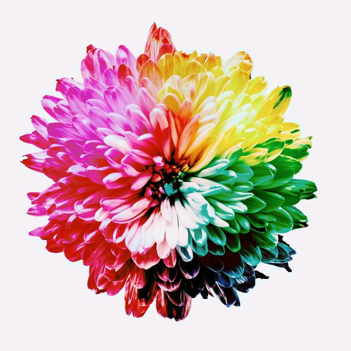 colors of flower