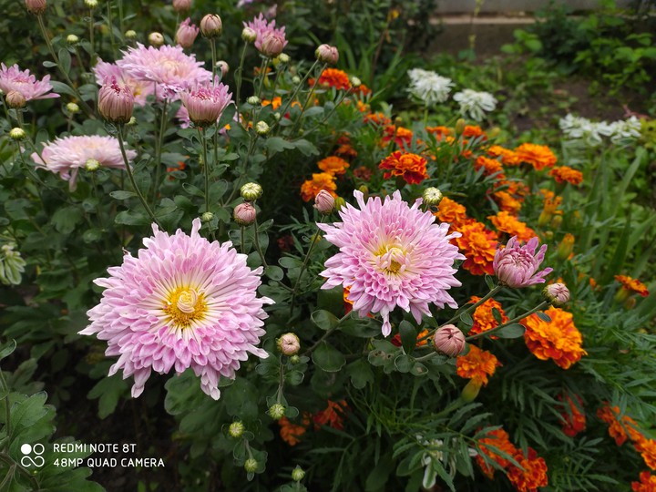 осінь квіти autumn flowers