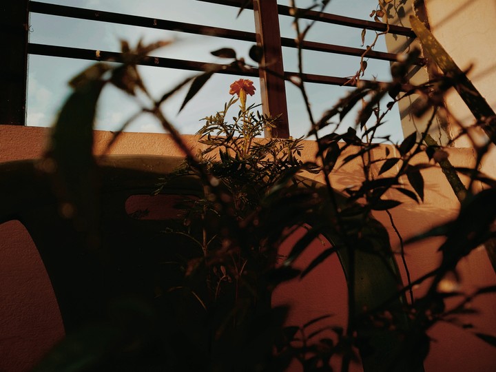 Flowers Beauty