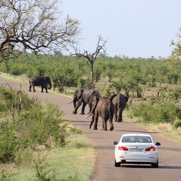 elephant