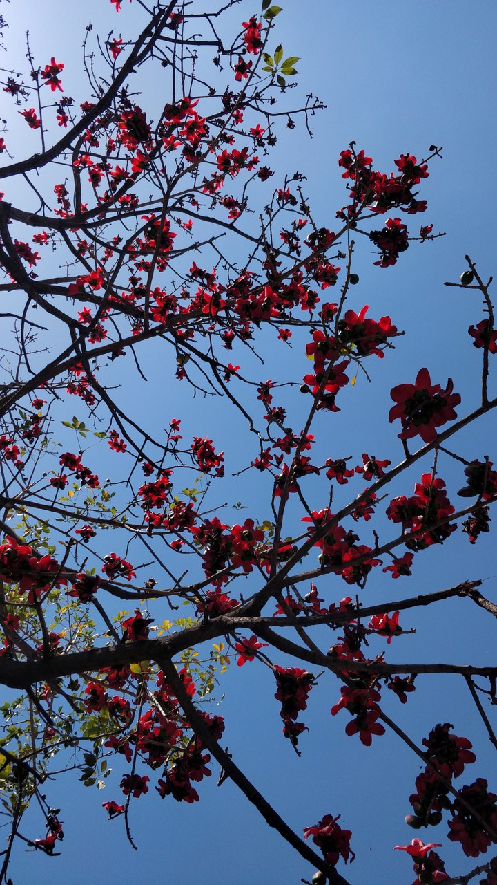 spring