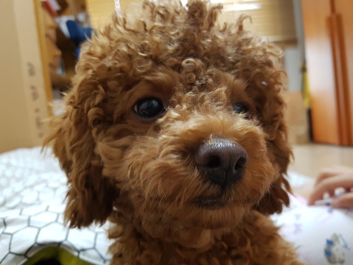 코코
