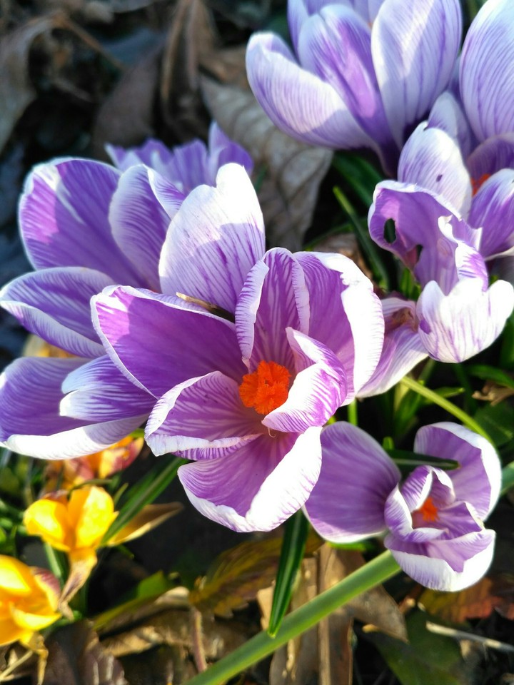 Spring Crocuses