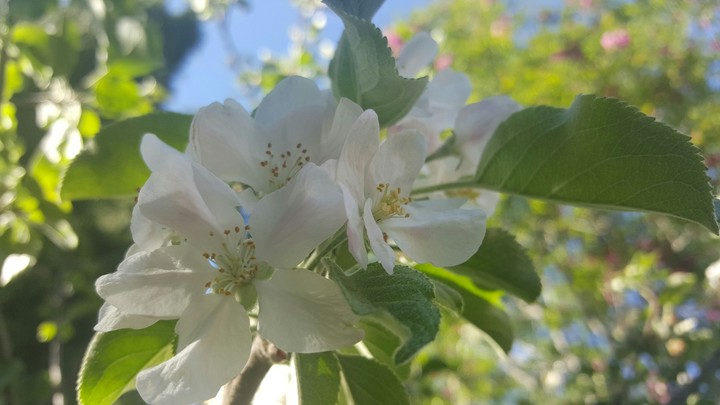White Apple Blossoms
