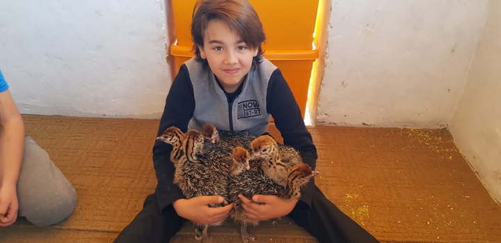 cute baby ostriches