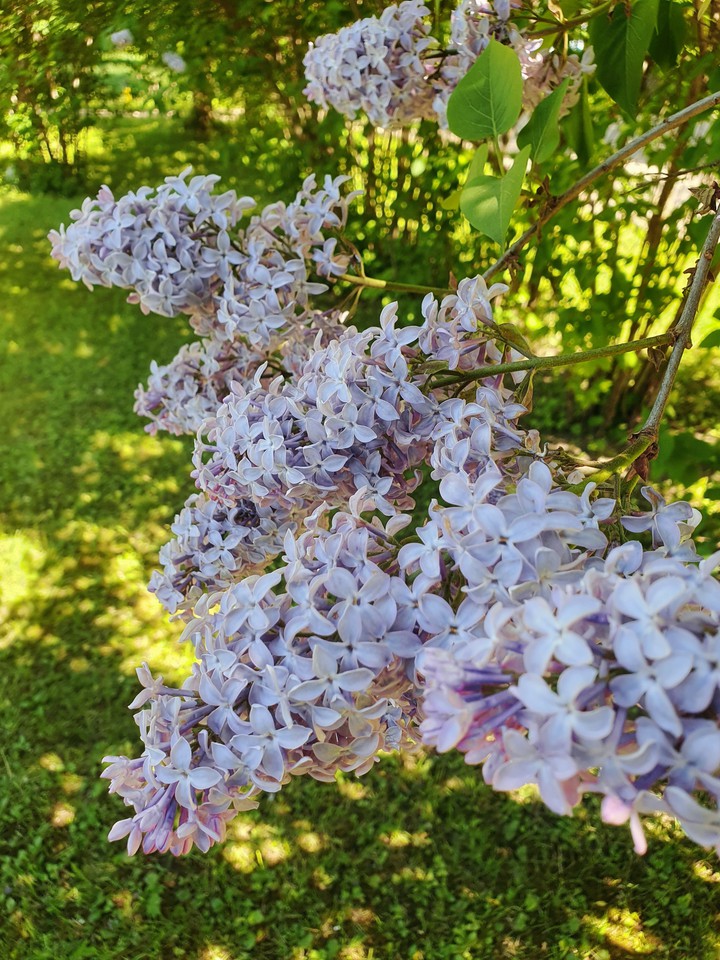 summer