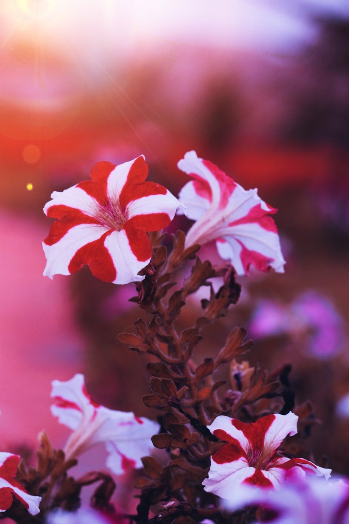 floral....