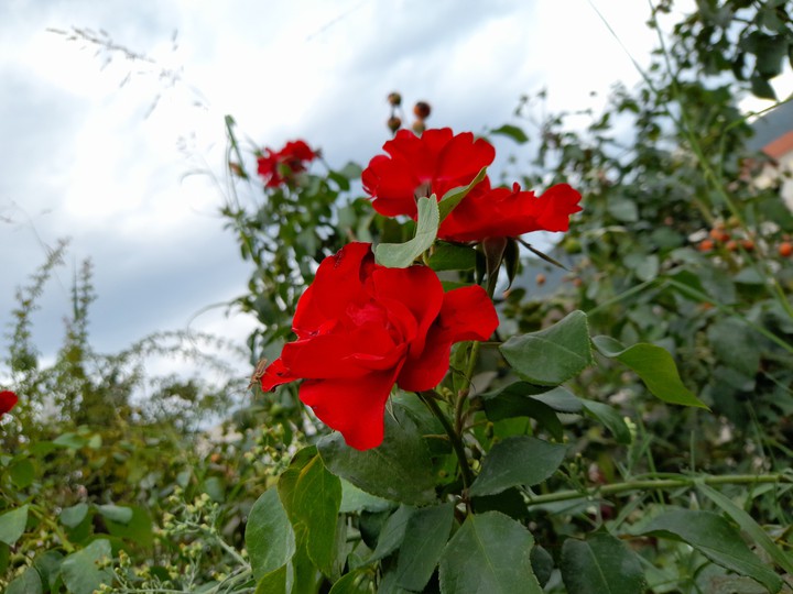 Roses are red