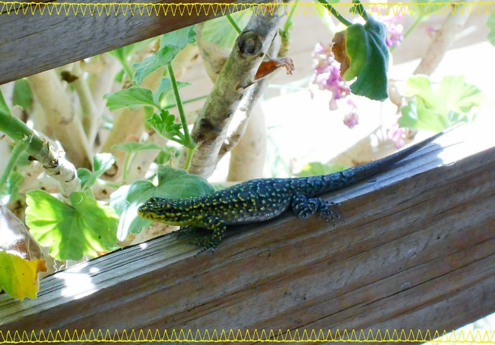 little reptile 