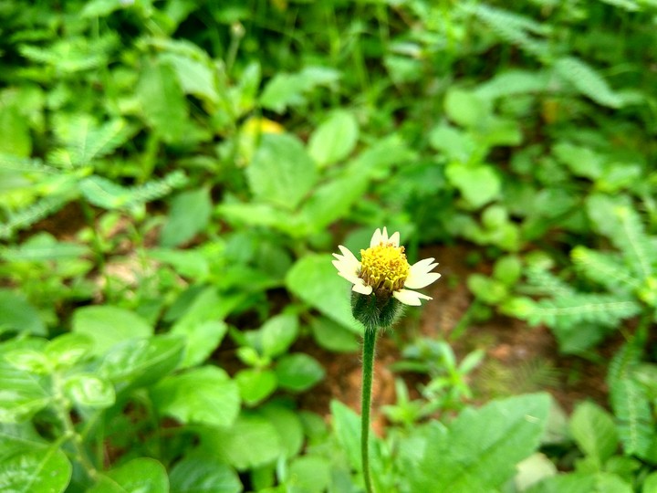 flower of nallaram
