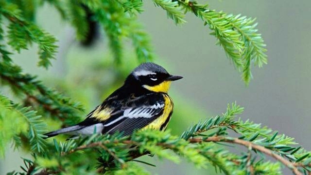 Bird