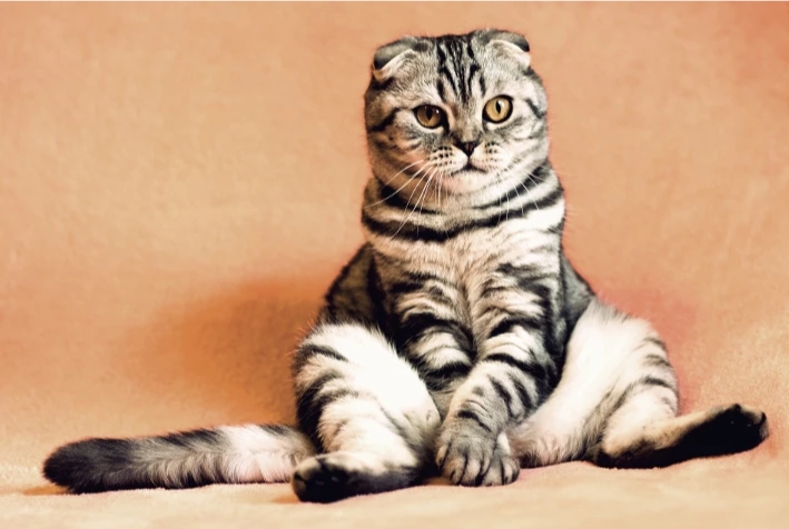 Cat (๑^ں^๑)
