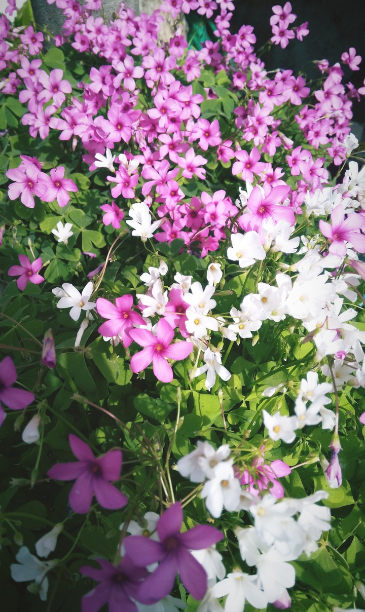 little flowers ?