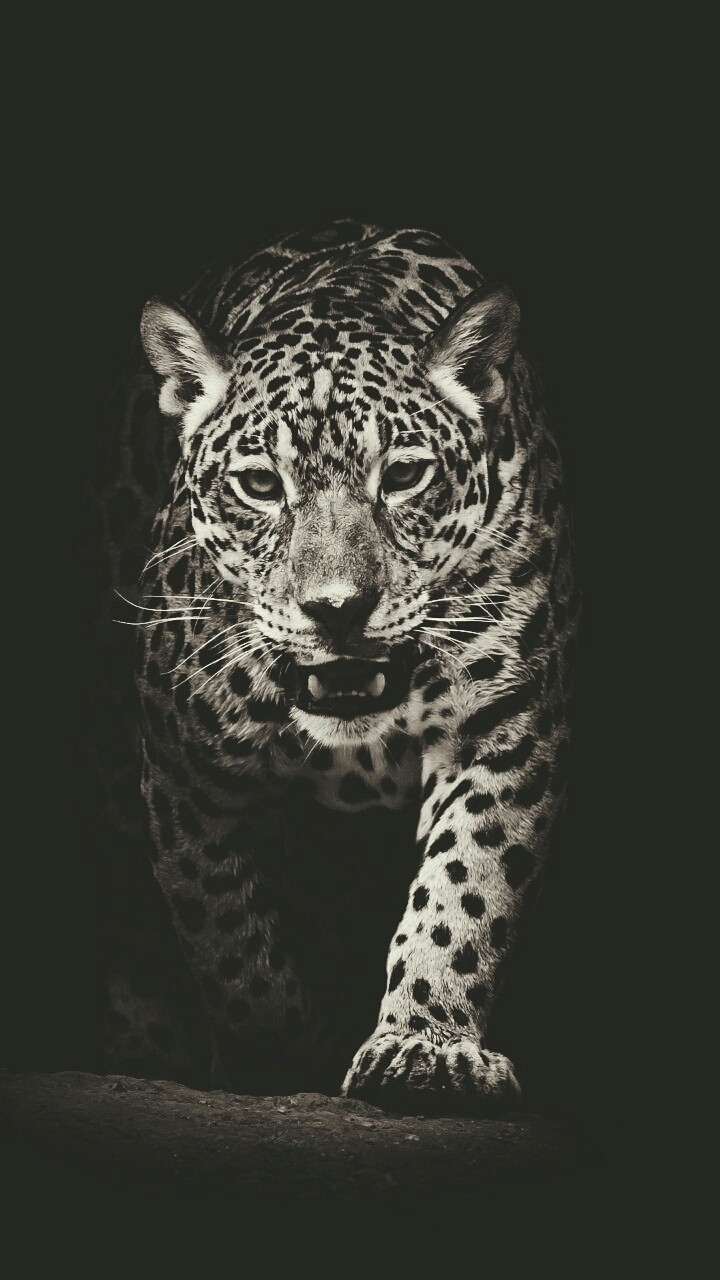 leopard