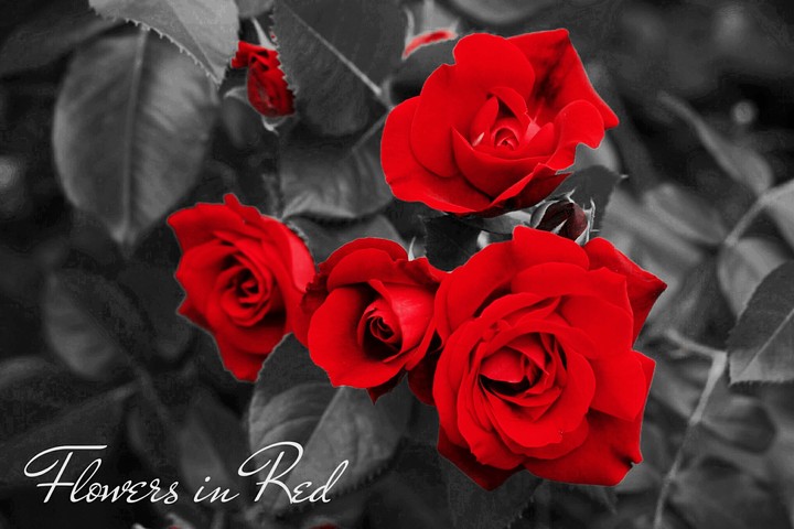 Red Roses