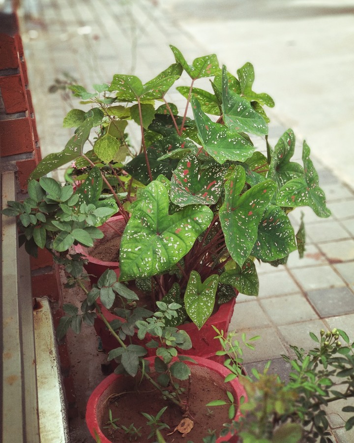 gardening at home