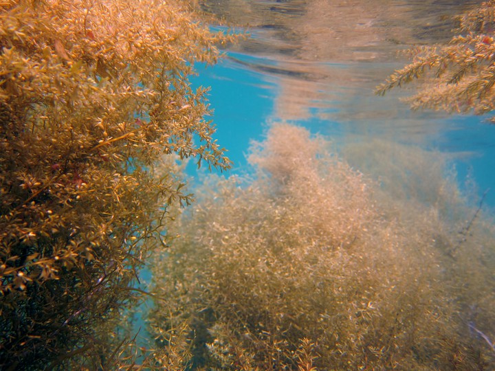 Sea jungle