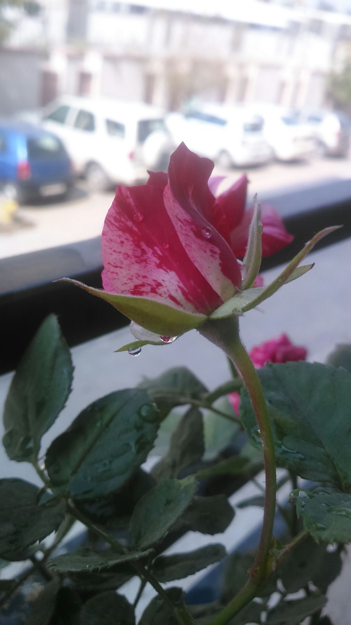 shaded rose bud