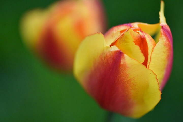 Tulpen