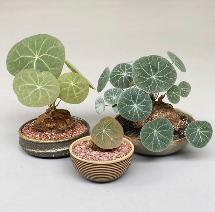 plants