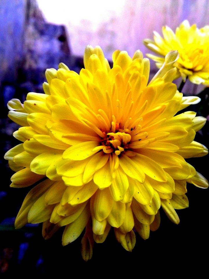 flower