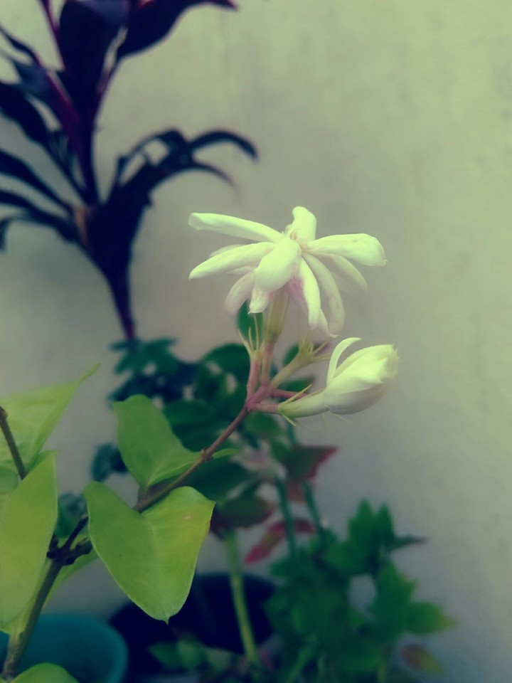 BEAUTIFUL