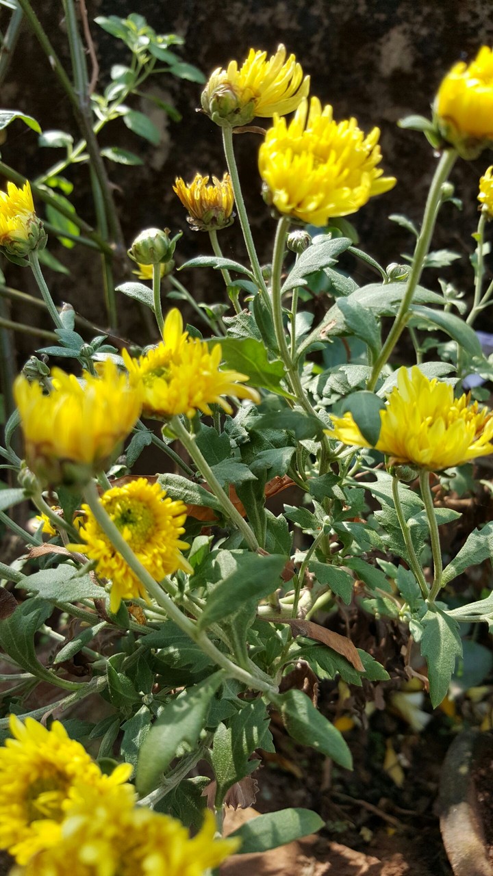 bunches of flower