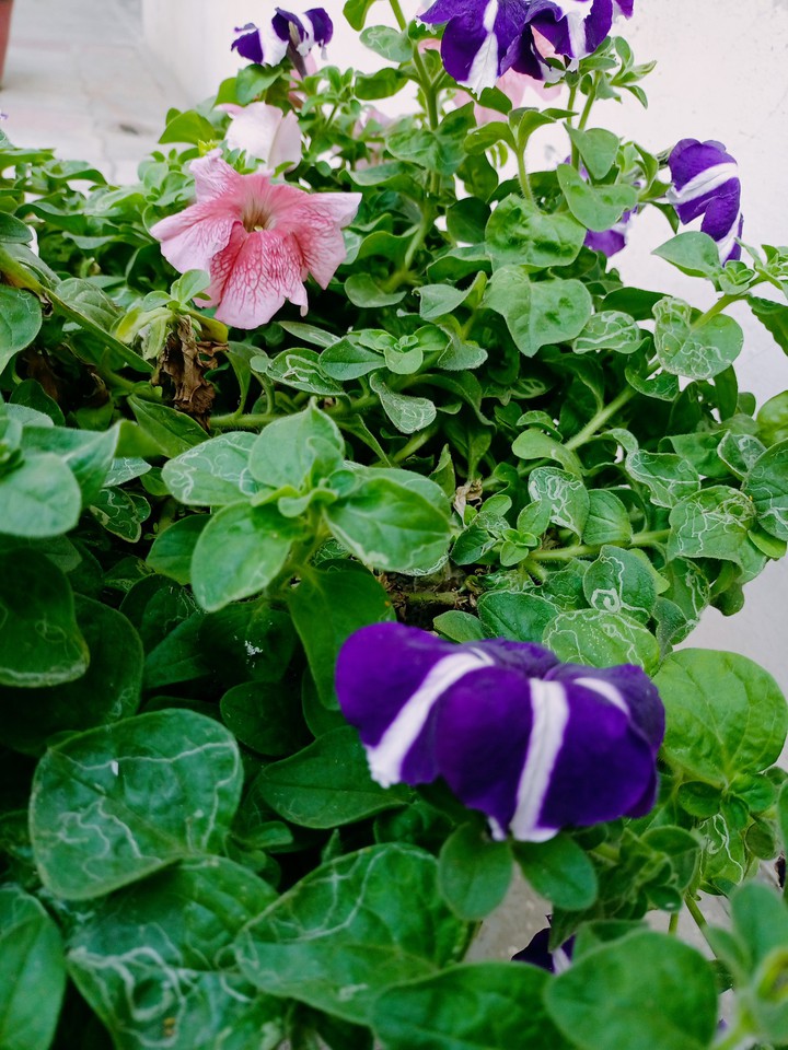 flower