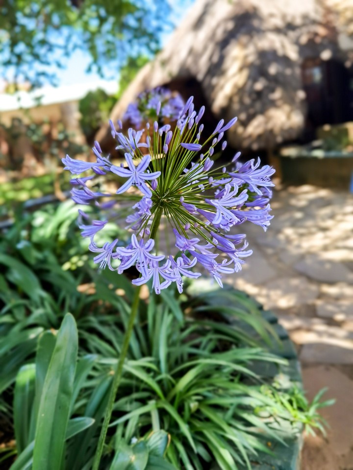 Purple flower