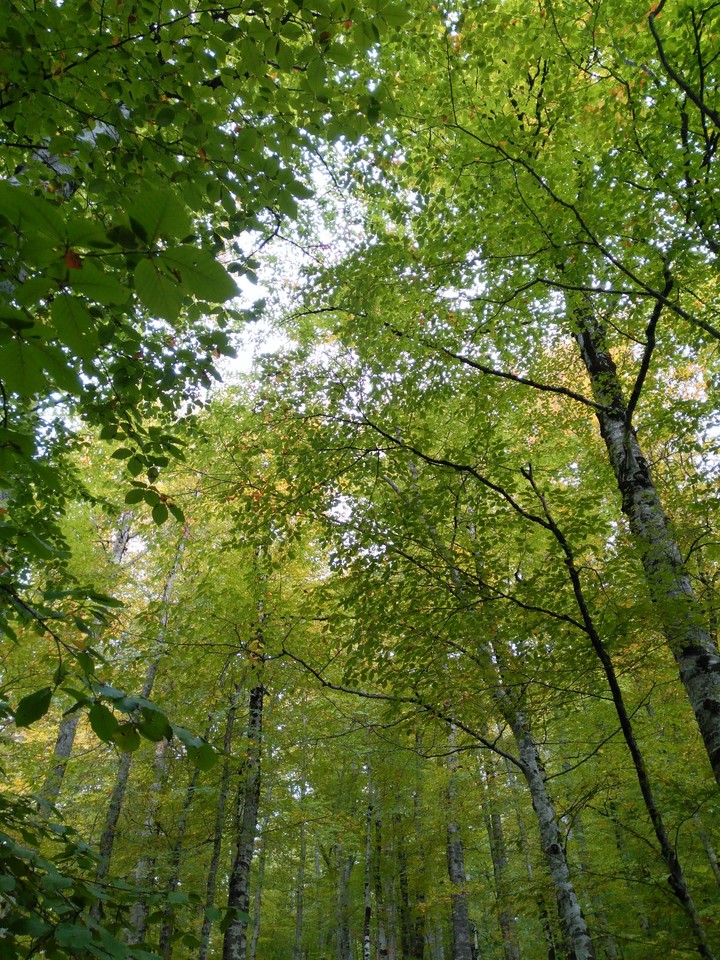 forest