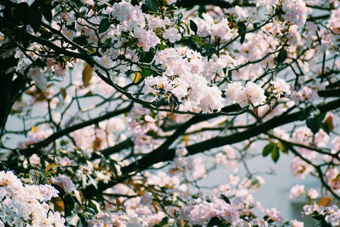 Spring blooms!