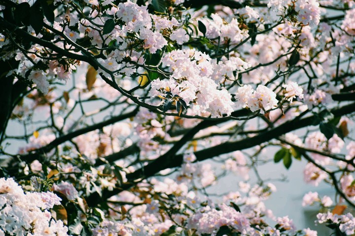 Spring blooms!