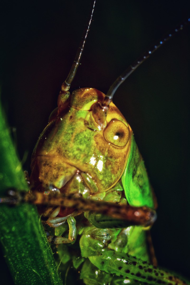 macro