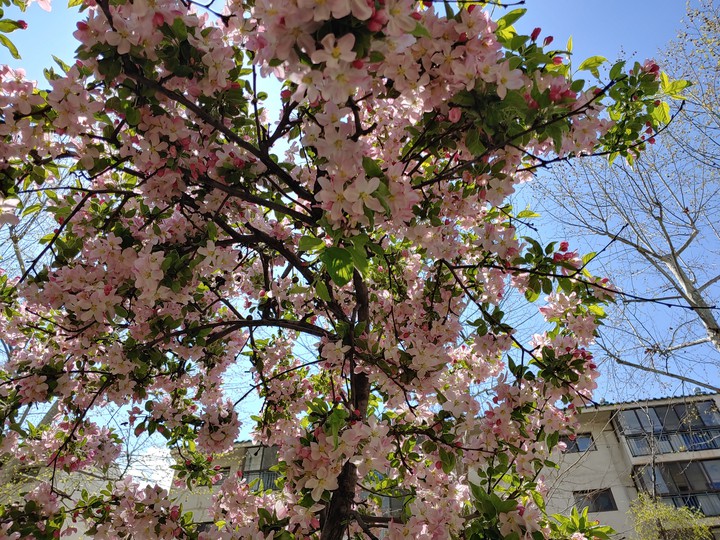 cherry blossom?