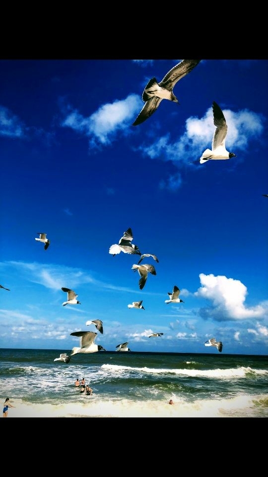 gulls on beach