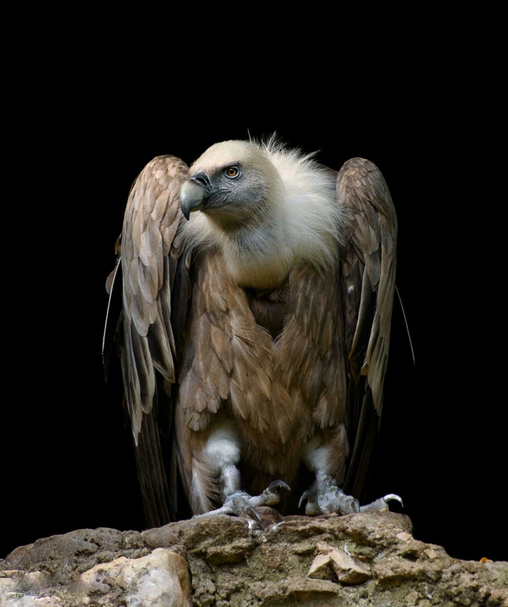 Vulture