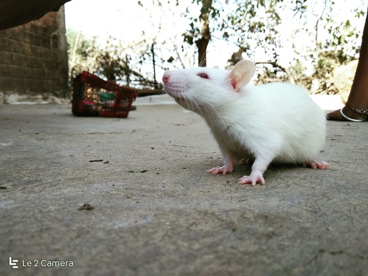 White mouse