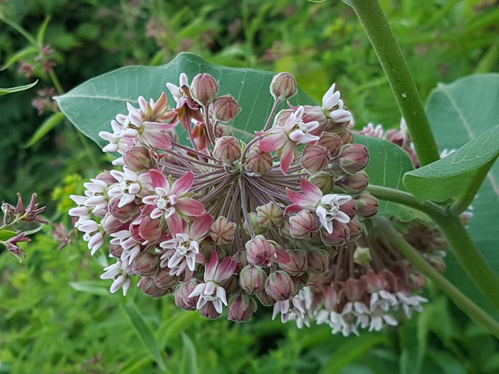 Budding Flower