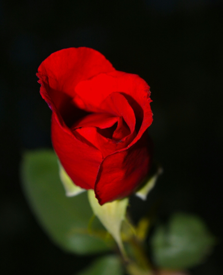 red rose just for you
