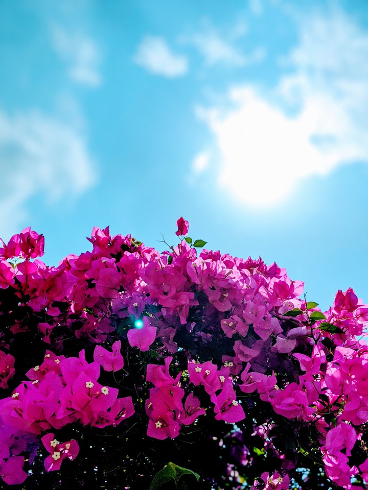 life has two sides, the plain sky and the pink flowers :)