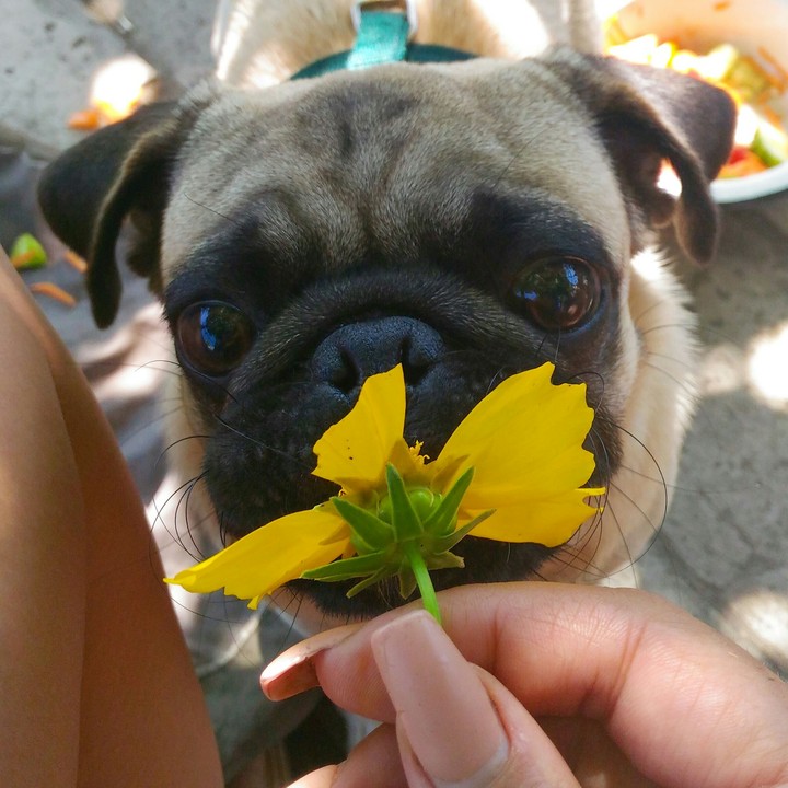 pug