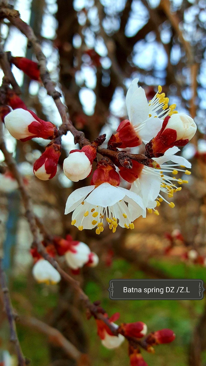 spring