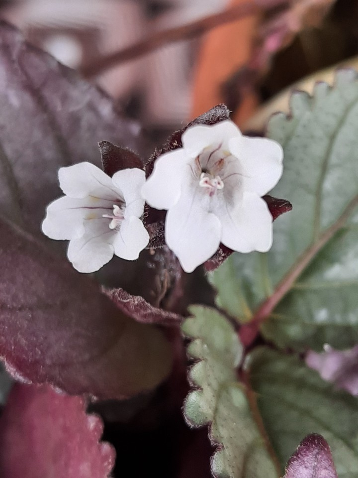 tiny n pretty